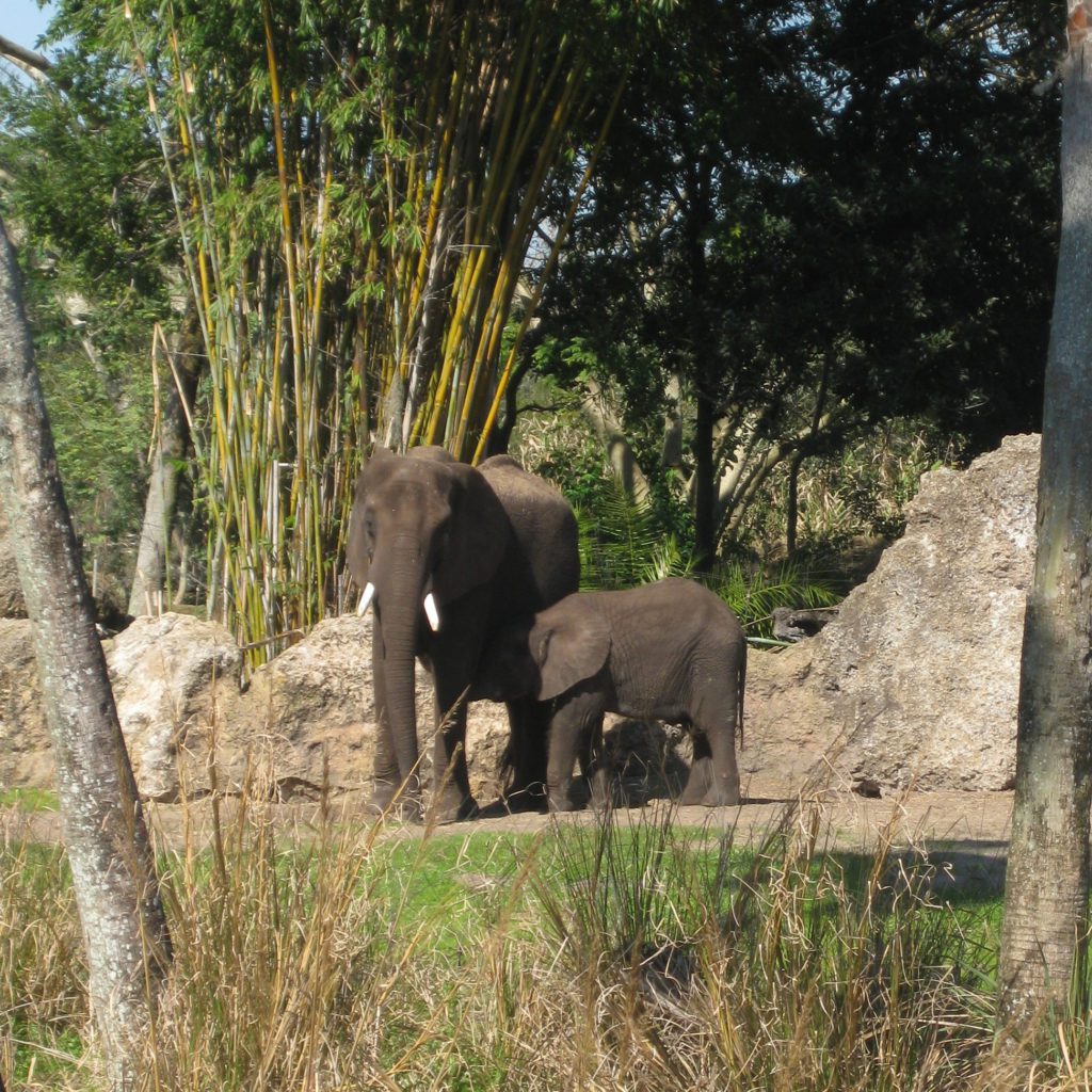 Elephants